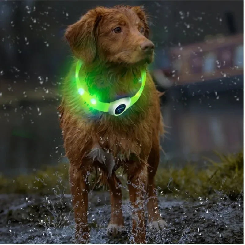 LED Collars For Night Walks
