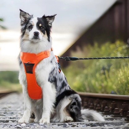 No Pull Dog Harness