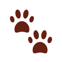 Paw Protection